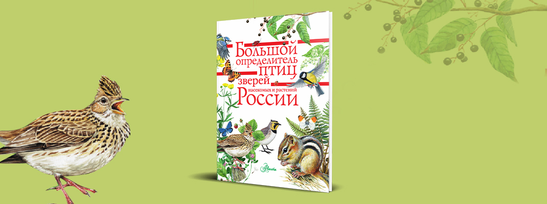 Большой определитель птиц, зверей, насекомых и растений России. Красочная новинка от АСТ!