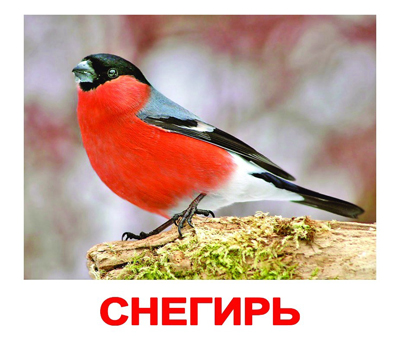Набор обучающих карточек. Птицы