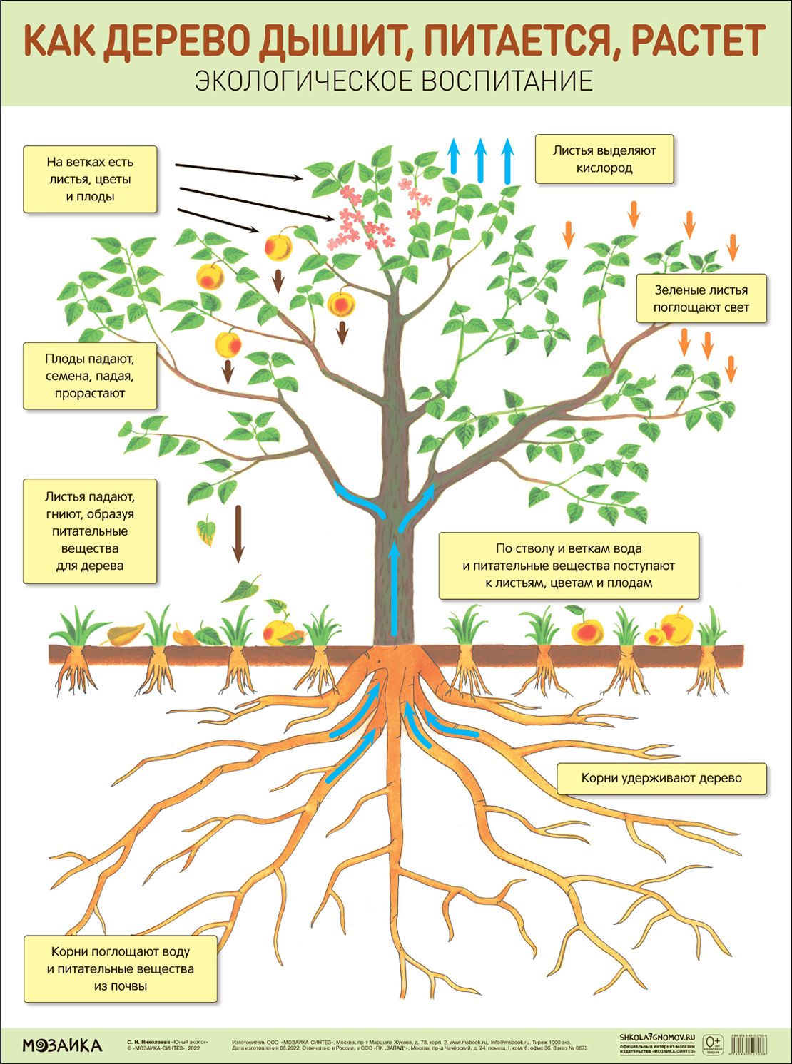 Как дерево дышит, питается, растет. Развивающие плакаты