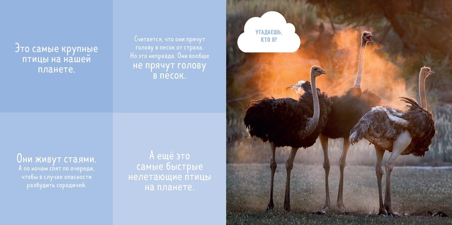 Кто прячется в пустыне? Уткина О. Удивительный мир, производитель Клевер (Clever) , ISBN 978-5-00115-332-0, № 7