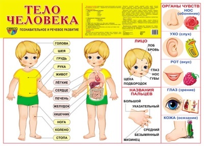 Демонстрационный плакат А2. Тело человека, производитель Сфера ТЦ , ISBN 978-5-99490-865-5, № 1