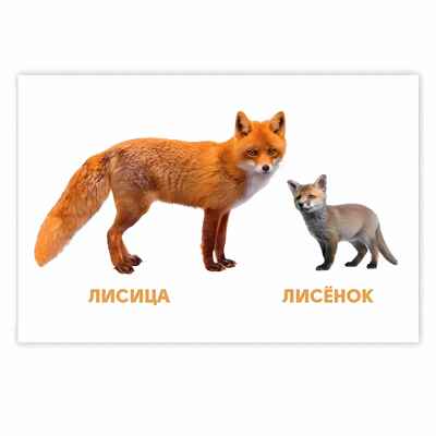 Мамы и детки. Развивающие карточки, производитель Проф-Пресс , ISBN 467-0-15905-286-9№ 4