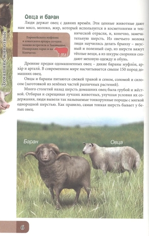 Домашние животные. Энциклопедия. В мире знаний, производитель Проф-Пресс , ISBN 978-5-37827-606-6 № 3