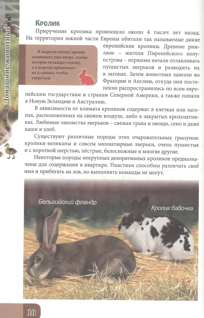Домашние животные. Энциклопедия. В мире знаний, производитель Проф-Пресс , ISBN 978-5-37827-606-6, № 4