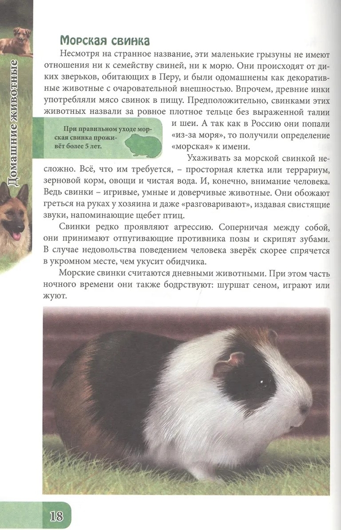 Домашние животные. Энциклопедия. В мире знаний, производитель Проф-Пресс , ISBN 978-5-37827-606-6, № 5