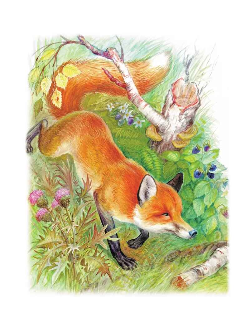 Лиса Патрикеевна. Сказки и рассказы, производитель АСТ , ISBN 978-5-17157-489-5, № 2