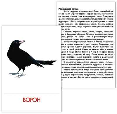 Дидактические карточки &quot;Птицы наших лесов&quot;  (в пакете), производитель Маленький Гений-Пресс , ISBN 460-7-05409-192-1№ 3