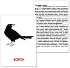 Дидактические карточки &quot;Птицы наших лесов&quot;  (в пакете), производитель Маленький Гений-Пресс , ISBN 460-7-05409-192-1, № 3