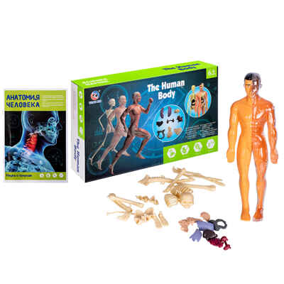Набор игровой «Анатомия человека» , арт. TXMR-026, производитель Maya Toys, ISBN 481-2-50119-389-3№ 1