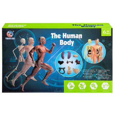 Набор игровой «Анатомия человека» , арт. TXMR-026, производитель Maya Toys, ISBN 481-2-50119-389-3№ 2