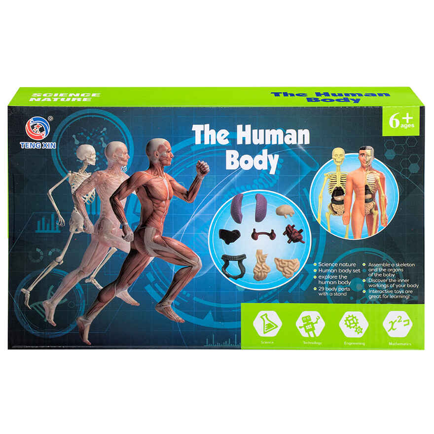 Набор игровой «Анатомия человека» , арт. TXMR-026, производитель Maya Toys, ISBN 481-2-50119-389-3, № 2