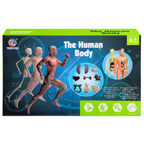 Набор игровой «Анатомия человека» , арт. TXMR-026, производитель Maya Toys, ISBN 481-2-50119-389-3, № 2