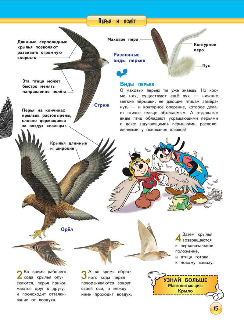 Птицы. (Серия: Disney. Энциклопедия для любознательных), арт.9785699772162, производитель Эксмо , ISBN 978-5-69977-216-2, № 2
