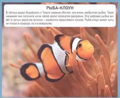 Разумные карточки. Подводный мир., производитель Проф-Пресс , ISBN 978-5-37829-132-8№ 2