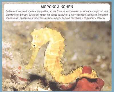 Разумные карточки. Подводный мир., производитель Проф-Пресс , ISBN 978-5-37829-132-8№ 3