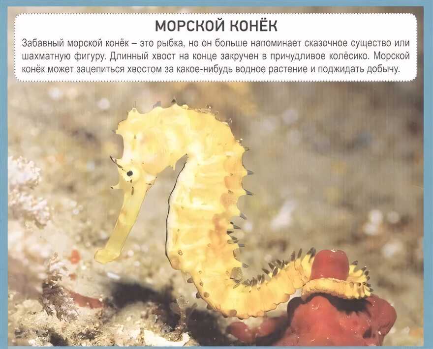 Разумные карточки. Подводный мир., производитель Проф-Пресс , ISBN 978-5-37829-132-8, № 3