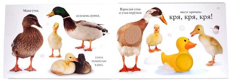 Хрю. Мэтью Ван Флит, производитель Махаон , ISBN 978-5-38906-435-5, № 2