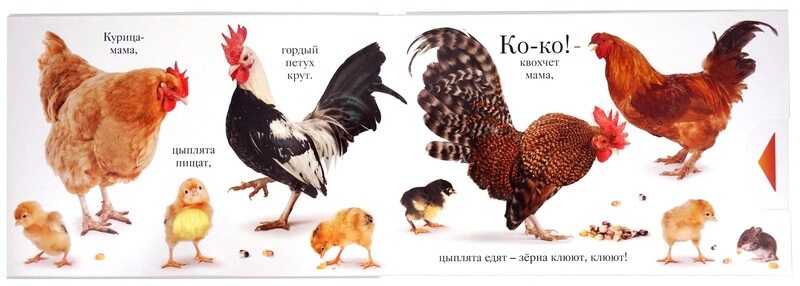 Хрю. Мэтью Ван Флит, производитель Махаон , ISBN 978-5-38906-435-5, № 3