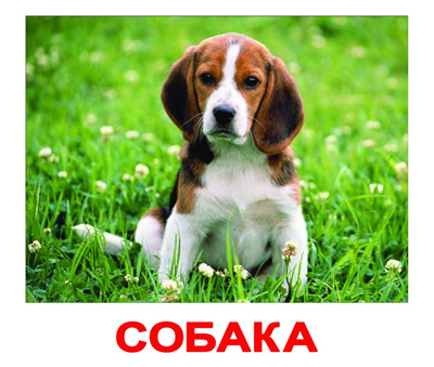 Набор обучающих карточек. Домашние животные, производитель Вундеркинд с пелёнок, ISBN 461-2-73163-020-1, № 1