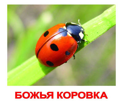 Набор обучающих карточек. Насекомые, производитель Вундеркинд с пелёнок, ISBN 461-2-73163-030-0, № 1