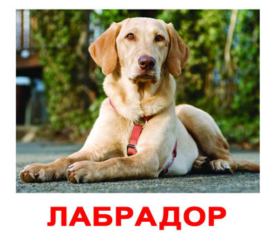 Набор обучающих карточек. Породы собак, производитель Вундеркинд с пелёнок, ISBN 461-2-73163-038-6, № 1