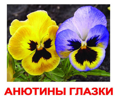 Набор обучающих карточек. Цветы, производитель Вундеркинд с пелёнок, ISBN 461-2-73163-025-6, № 1