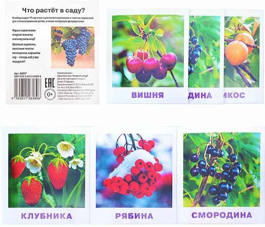 Умный малыш. Что растёт в саду? Набор карточек для детей. Ходюшина Н.П. IQ-малыш, производитель Айрис-пресс , ISBN 978-5-81126-489-6, № 2