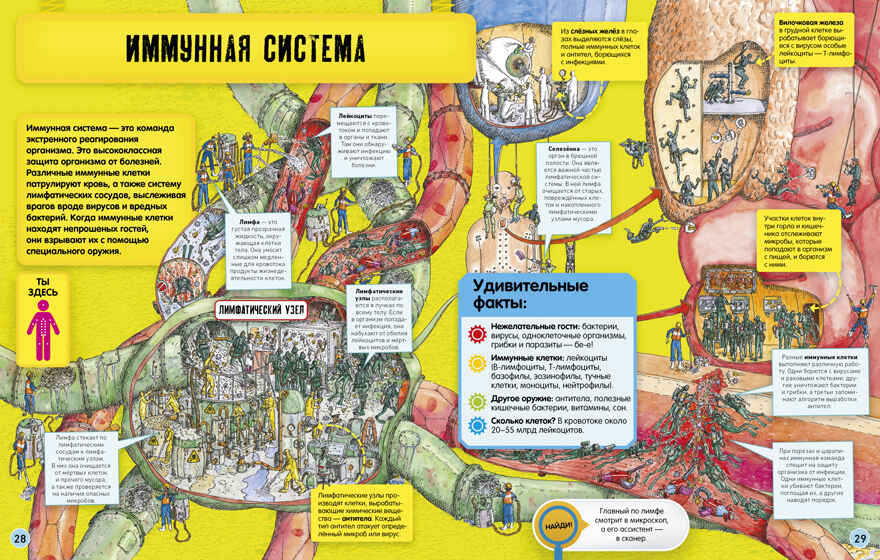 Невероятное тело человека. Как устроен организм внутри. Грин Д. Удивительные энциклопедии, производитель Клевер (Clever) , ISBN 978-5-00154-782-2, № 4
