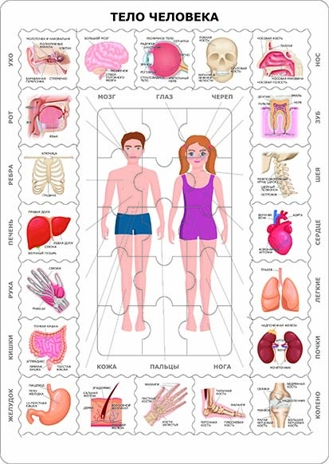 Мемо пазл Тело Человека, арт. 1216, производитель Татой, ISBN 460-4-66800-197-1№ 1