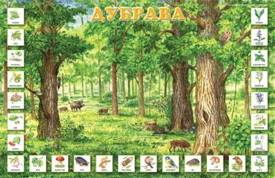 Плакат Дубрава, производитель ИД &quot;Карапуз&quot;, ISBN 978-5-97150-361-3, № 1