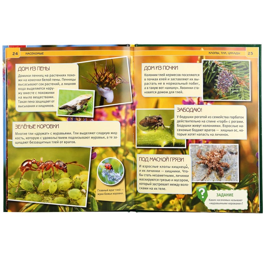 Насекомые. Энциклопедия с развивающими заданиями, производитель Умка, ISBN 978-5-50602-334-0, № 2