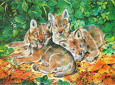 Пазл "Детеныши. Волчата", производитель Дрофа-медиа, ISBN 460-7-01405-478-2, № 1