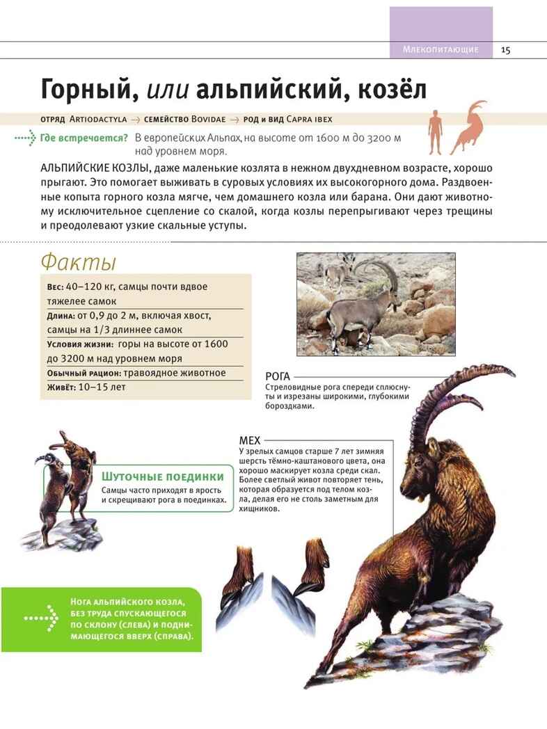 Животные. Все обитатели нашей планеты, производитель Эксмо , ISBN 978-5-04169-497-5, № 14