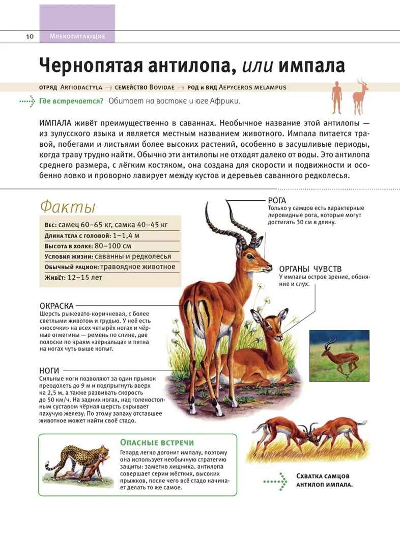 Животные. Все обитатели нашей планеты, производитель Эксмо , ISBN 978-5-04169-497-5, № 9
