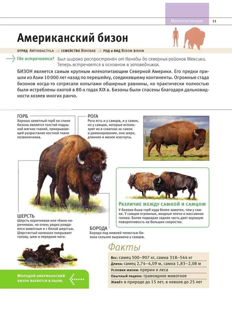 Животные. Все обитатели нашей планеты, производитель Эксмо , ISBN 978-5-04169-497-5, № 10
