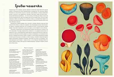 Грибариум, производитель Махаон , ISBN 978-5-38929-776-0№ 3