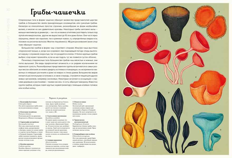 Грибариум, производитель Махаон , ISBN 978-5-38929-776-0, № 3