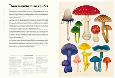 Грибариум, производитель Махаон , ISBN 978-5-38929-776-0№ 4