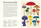 Грибариум, производитель Махаон , ISBN 978-5-38929-776-0, № 4