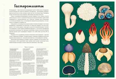 Грибариум, производитель Махаон , ISBN 978-5-38929-776-0№ 5