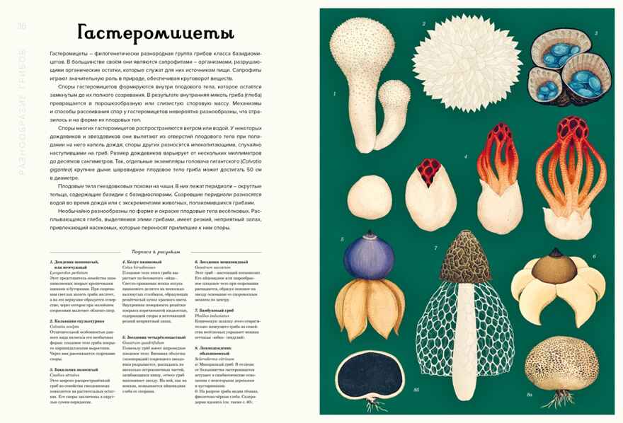 Грибариум, производитель Махаон , ISBN 978-5-38929-776-0, № 5