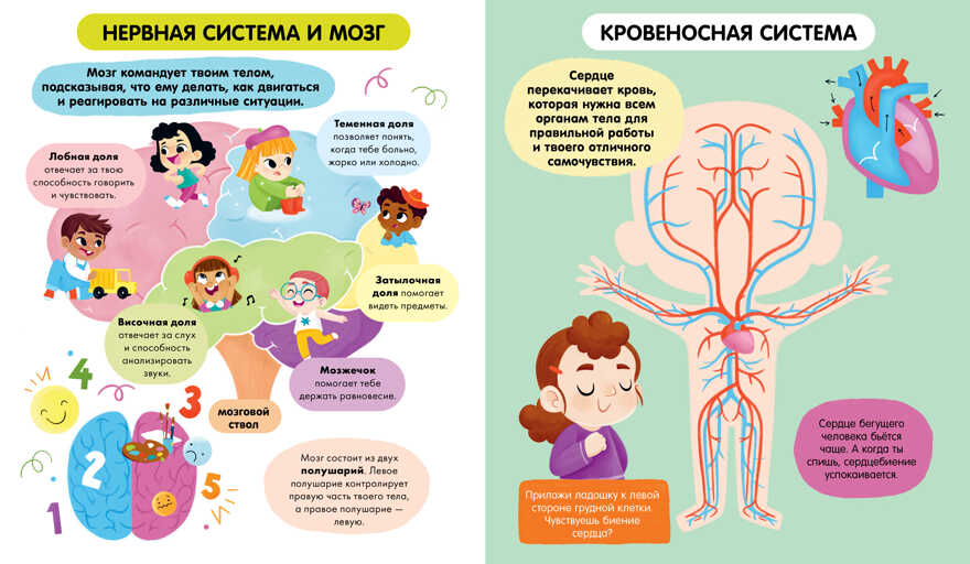 Удивительные энциклопедии. Тело человека (мягкая обл.), производитель Клевер (Clever) , ISBN 978-5-00211-307-1, № 2