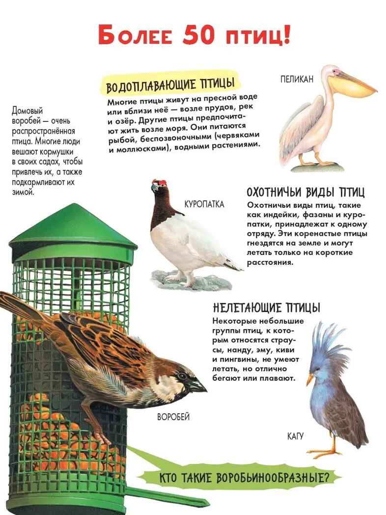 Птицы, производитель АСТ , ISBN 978-5-17146-620-6, № 2