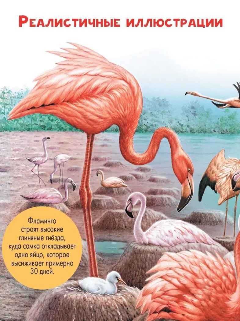 Птицы, производитель АСТ , ISBN 978-5-17146-620-6, № 4