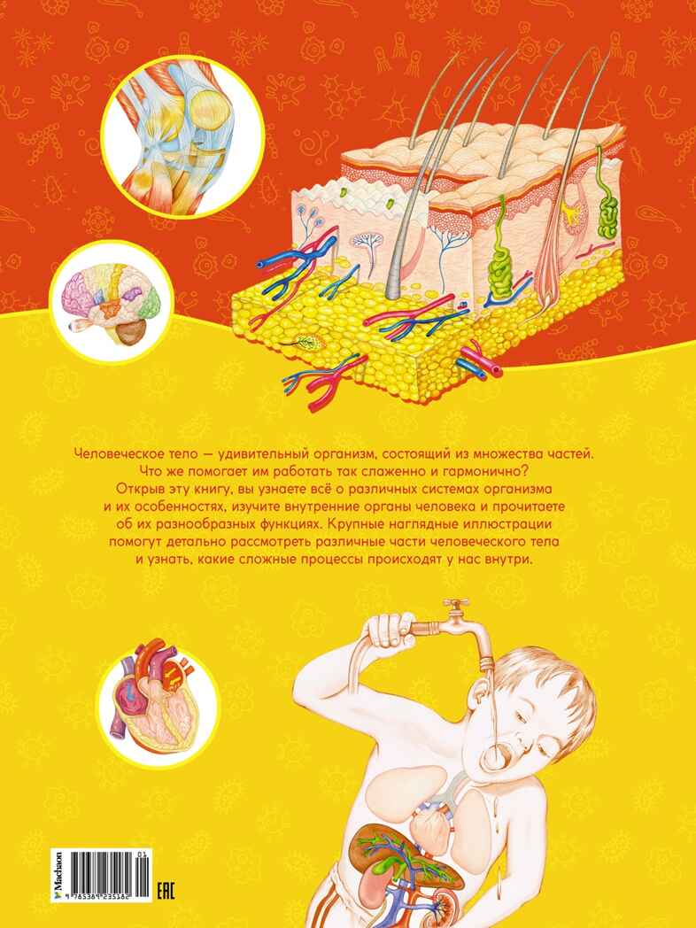 Первый атлас анатомии человека, производитель Махаон , ISBN 978-5-38923-518-2, № 3