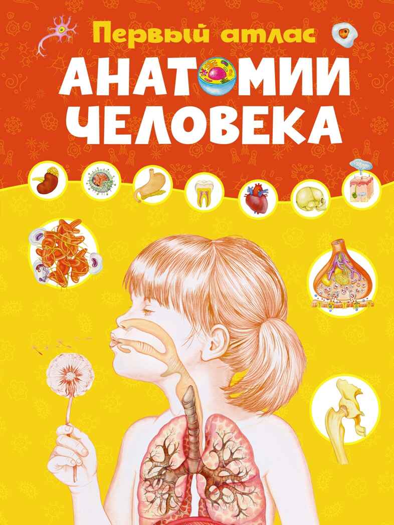 Первый атлас анатомии человека, производитель Махаон , ISBN 978-5-38923-518-2, № 1