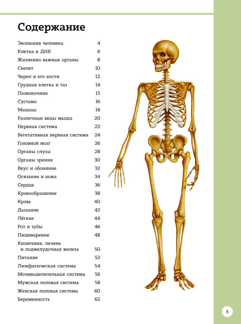 Первый атлас анатомии человека, производитель Махаон , ISBN 978-5-38923-518-2, № 5
