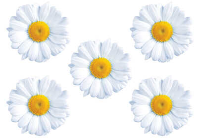 А 10-52 Декоретто Ромашки, производитель DECORETTO (Декоретто), ISBN 376-0-05841-456-9№ 1