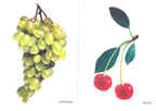 Фрукты, производитель МОЗАИКА-СИНТЕЗ , ISBN 978-5-86775-114-2, № 1