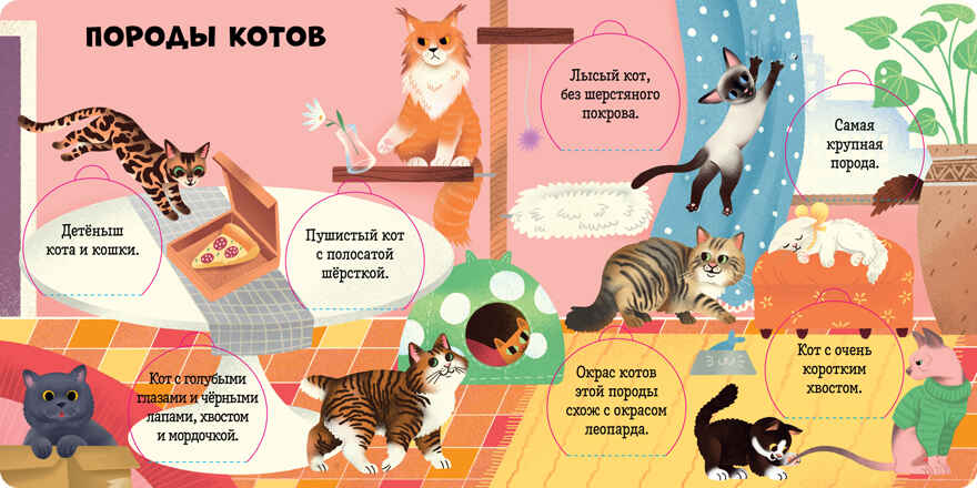 Книжка с окошками. Любимые животные. Энциклопедия с окошками, производитель Клевер (Clever) , ISBN 978-5-00211-766-6, № 3